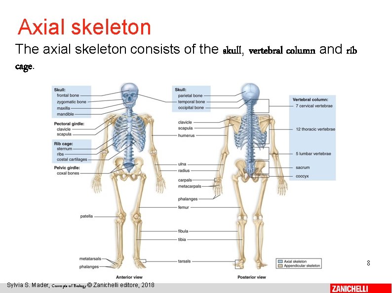 Axial skeleton The axial skeleton consists of the skull, vertebral column and rib cage.