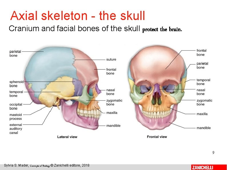 Axial skeleton - the skull Cranium and facial bones of the skull protect the