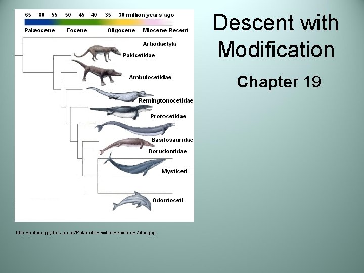 Descent with Modification Chapter 19 http: //palaeo. gly. bris. ac. uk/Palaeofiles/whales/pictures/clad. jpg 