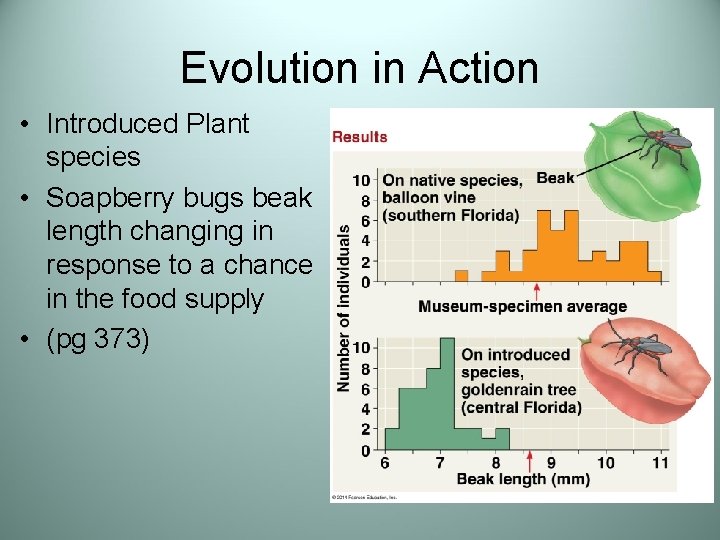 Evolution in Action • Introduced Plant species • Soapberry bugs beak length changing in