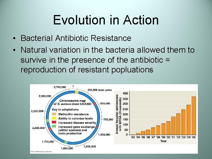 Evolution in Action • Bacterial Antibiotic Resistance • Natural variation in the bacteria allowed