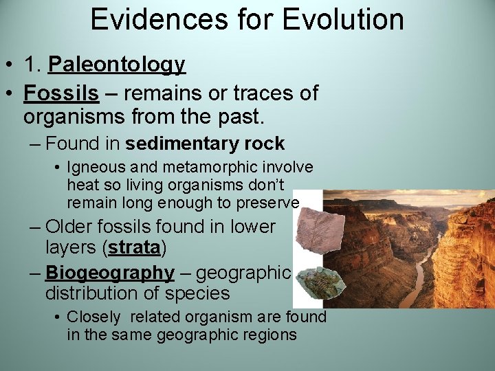 Evidences for Evolution • 1. Paleontology • Fossils – remains or traces of organisms