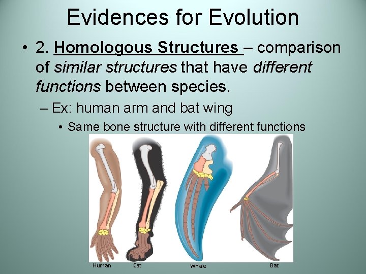 Evidences for Evolution • 2. Homologous Structures – comparison of similar structures that have