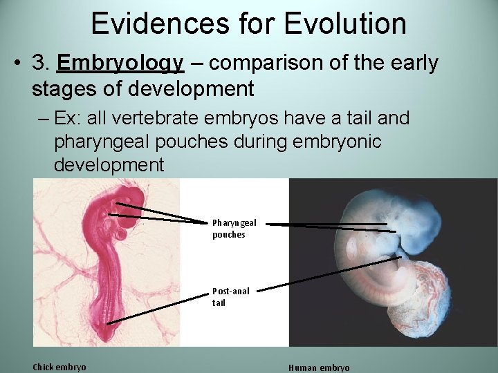 Evidences for Evolution • 3. Embryology – comparison of the early stages of development