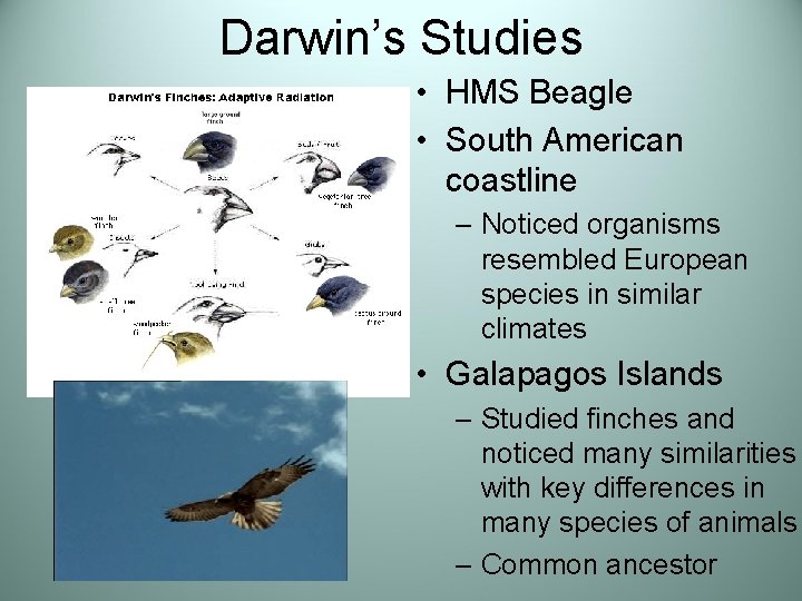 Darwin’s Studies • HMS Beagle • South American coastline – Noticed organisms resembled European