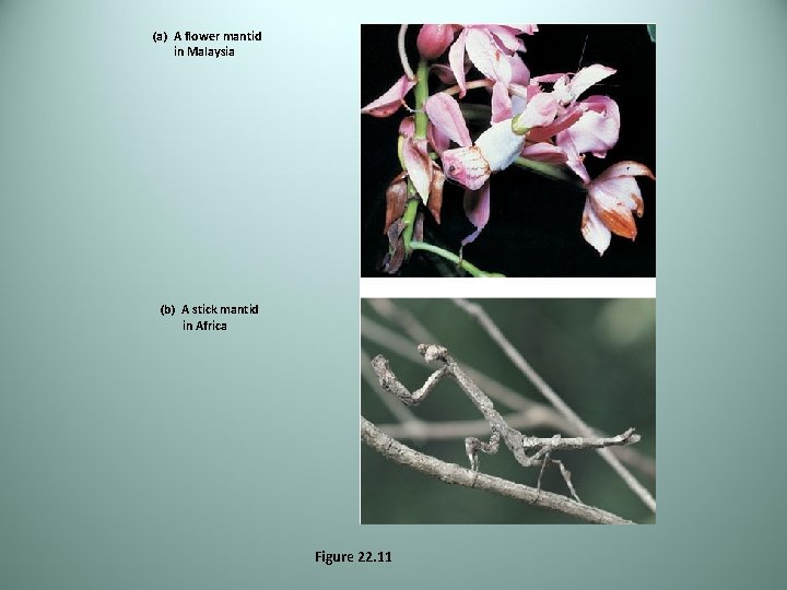 (a) A flower mantid in Malaysia (b) A stick mantid in Africa Figure 22.