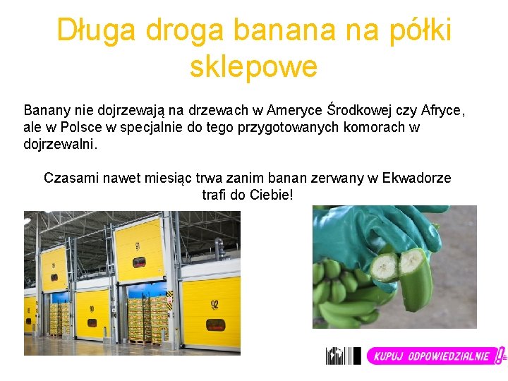 Długa droga banana na półki sklepowe Banany nie dojrzewają na drzewach w Ameryce Środkowej