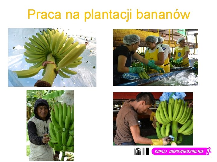 Praca na plantacji bananów 