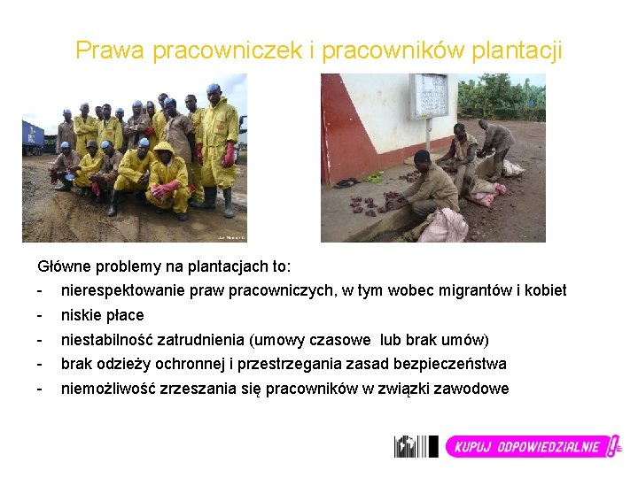 Prawa pracowniczek i pracowników plantacji Główne problemy na plantacjach to: - nierespektowanie praw pracowniczych,