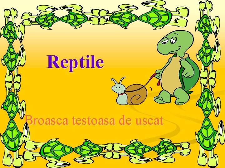 Reptile Broasca testoasa de uscat 