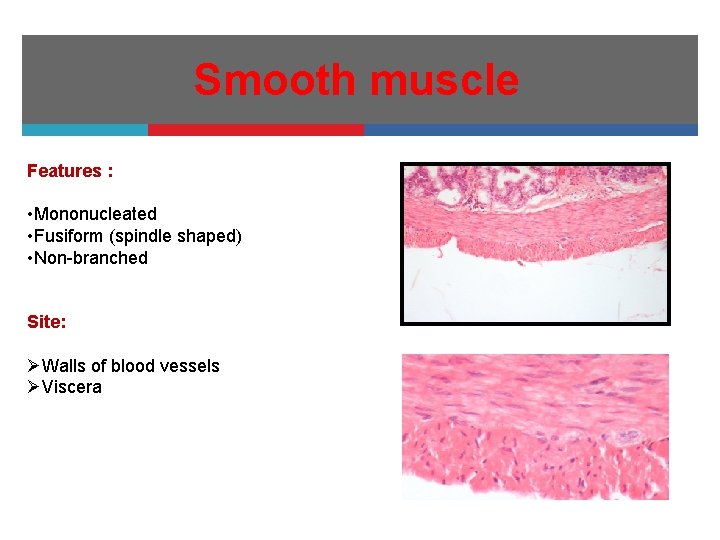 Smooth muscle Features : • Mononucleated • Fusiform (spindle shaped) • Non-branched Site: ØWalls