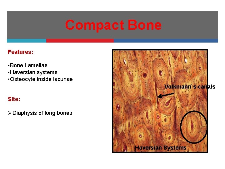 Compact Bone Features: • Bone Lamellae • Haversian systems • Osteocyte inside lacunae Volkmann`s