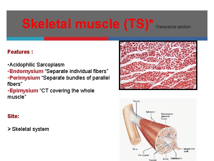 Skeletal muscle (TS)* Features : • Acidophilic Sarcoplasm • Endomysium “Separate individual fibers” •