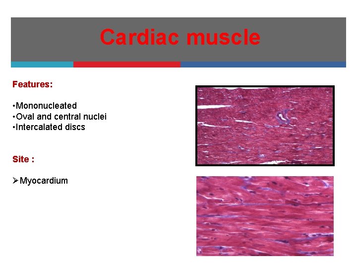 Cardiac muscle Features: • Mononucleated • Oval and central nuclei • Intercalated discs Site