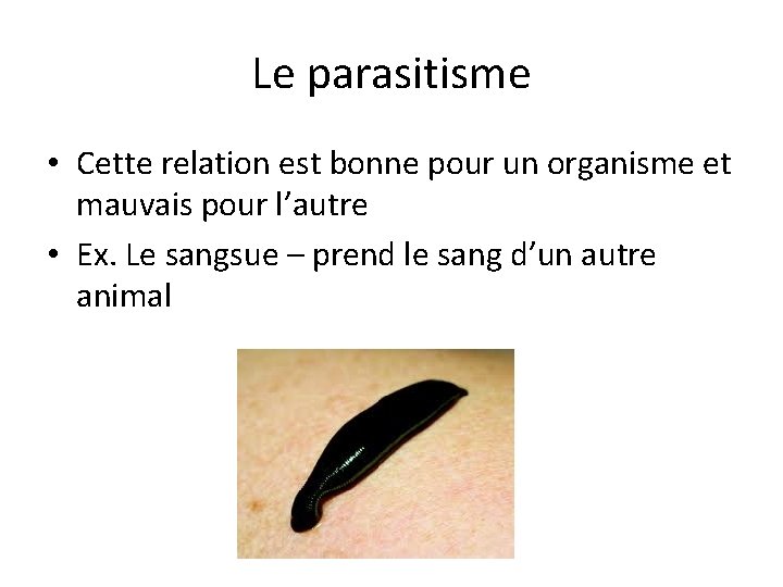 Le parasitisme • Cette relation est bonne pour un organisme et mauvais pour l’autre