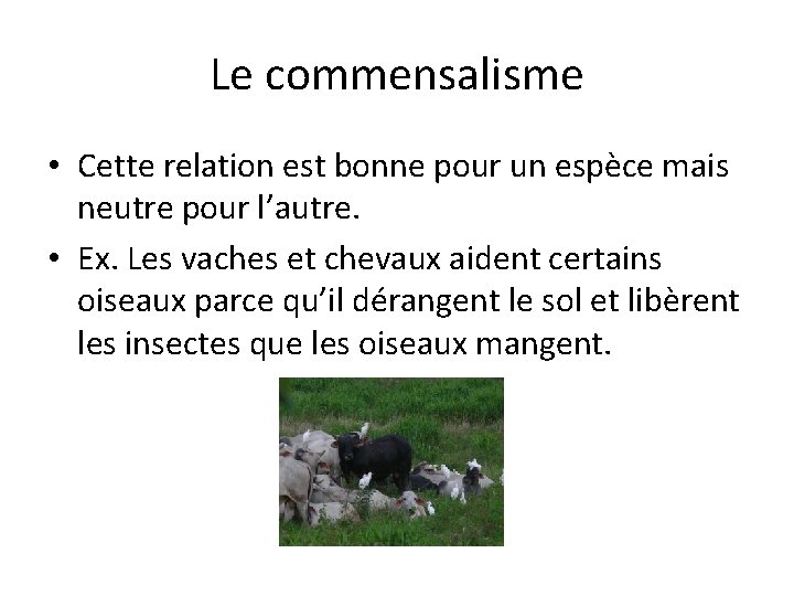 Le commensalisme • Cette relation est bonne pour un espèce mais neutre pour l’autre.