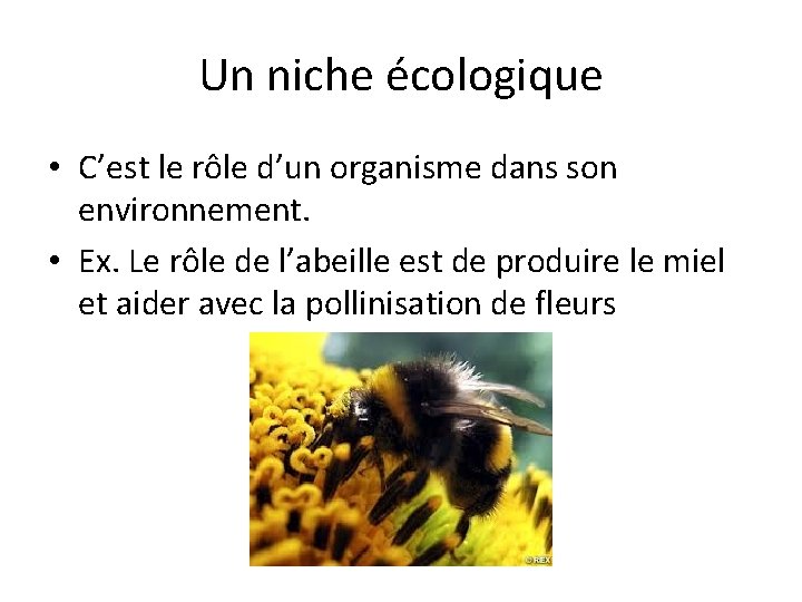 Un niche écologique • C’est le rôle d’un organisme dans son environnement. • Ex.