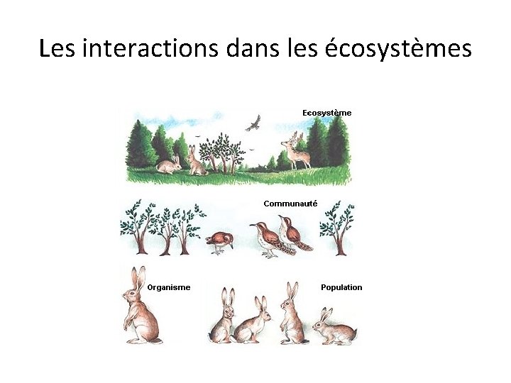 Les interactions dans les écosystèmes 