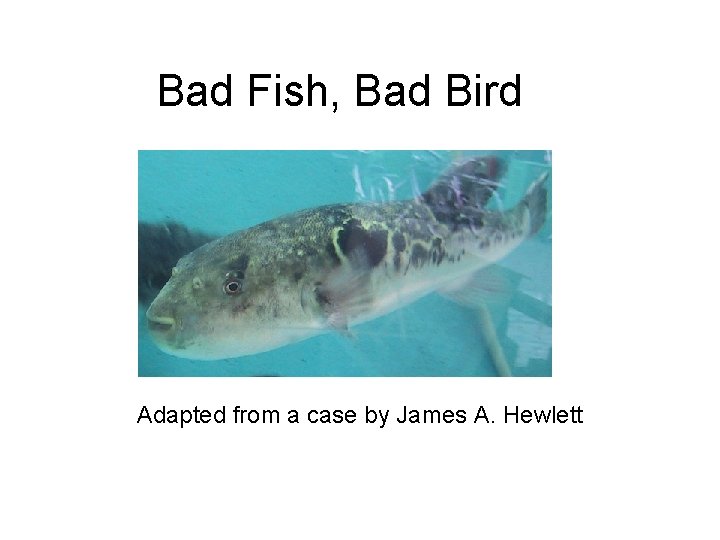 Bad Fish, Bad Bird Adapted from a case by James A. Hewlett 