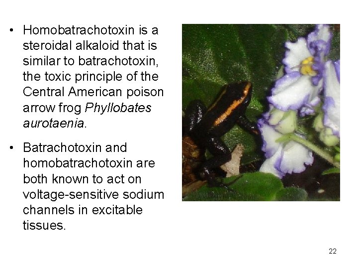  • Homobatrachotoxin is a steroidal alkaloid that is similar to batrachotoxin, the toxic