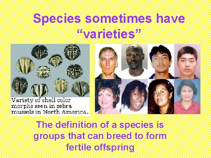 Species sometimes have “varieties” The definition of a species is groups that can breed
