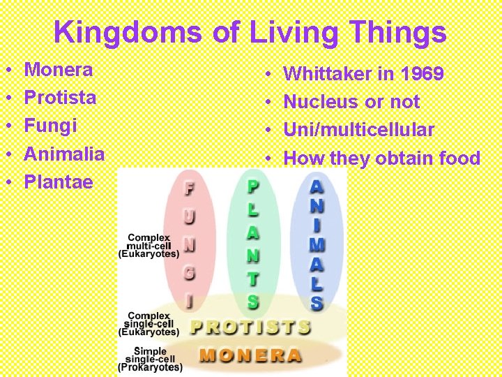 Kingdoms of Living Things • • • Monera Protista Fungi Animalia Plantae • •