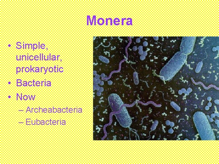 Monera • Simple, unicellular, prokaryotic • Bacteria • Now – Archeabacteria – Eubacteria 