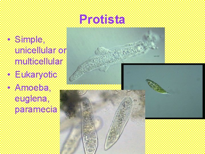 Protista • Simple, unicellular or multicellular • Eukaryotic • Amoeba, euglena, paramecia 