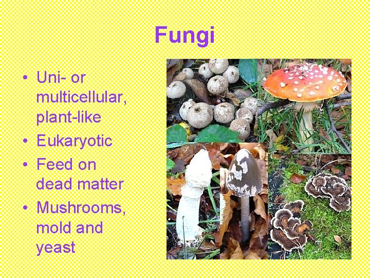 Fungi • Uni- or multicellular, plant-like • Eukaryotic • Feed on dead matter •