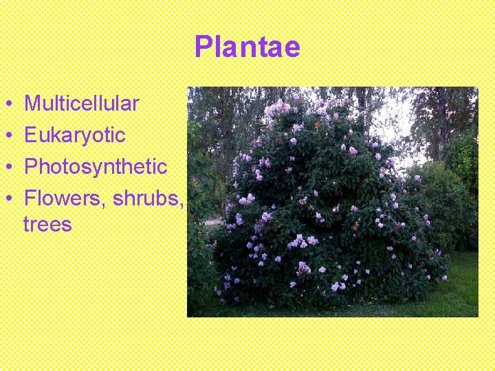 Plantae • • Multicellular Eukaryotic Photosynthetic Flowers, shrubs, trees 