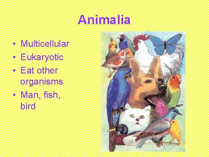 Animalia • Multicellular • Eukaryotic • Eat other organisms • Man, fish, bird 