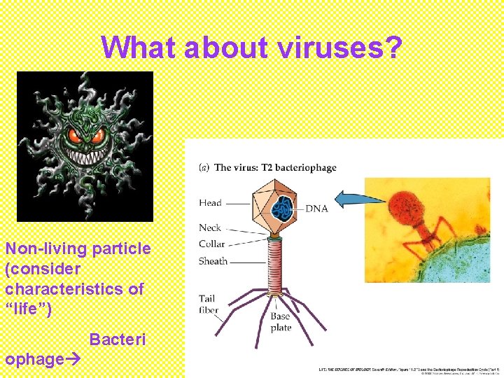 What about viruses? Non-living particle (consider characteristics of “life”) Bacteri ophage 