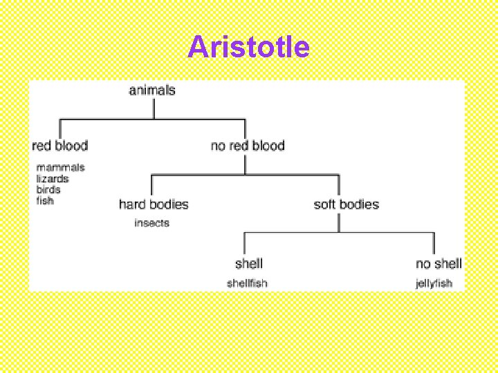 Aristotle 