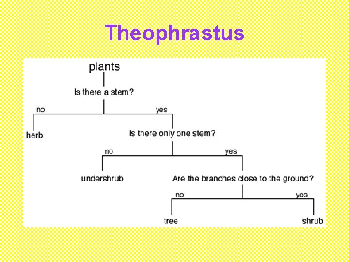 Theophrastus 