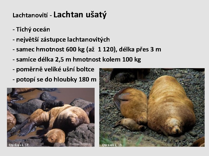 Lachtanovití - Lachtan ušatý - Tichý oceán - největší zástupce lachtanovitých - samec hmotnost