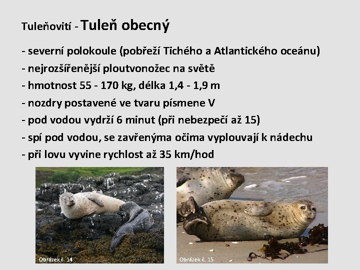 Tuleňovití - Tuleň obecný - severní polokoule (pobřeží Tichého a Atlantického oceánu) - nejrozšířenější