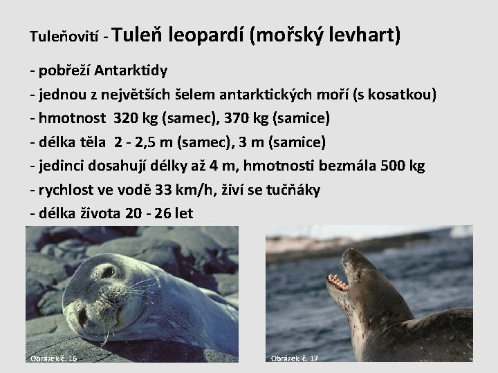 Tuleňovití - Tuleň leopardí (mořský levhart) - pobřeží Antarktidy - jednou z největších šelem
