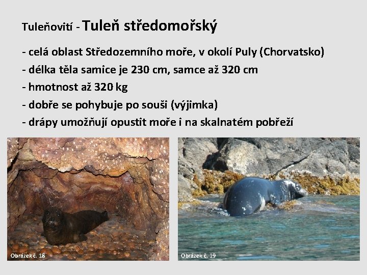 Tuleňovití - Tuleň středomořský - celá oblast Středozemního moře, v okolí Puly (Chorvatsko) -