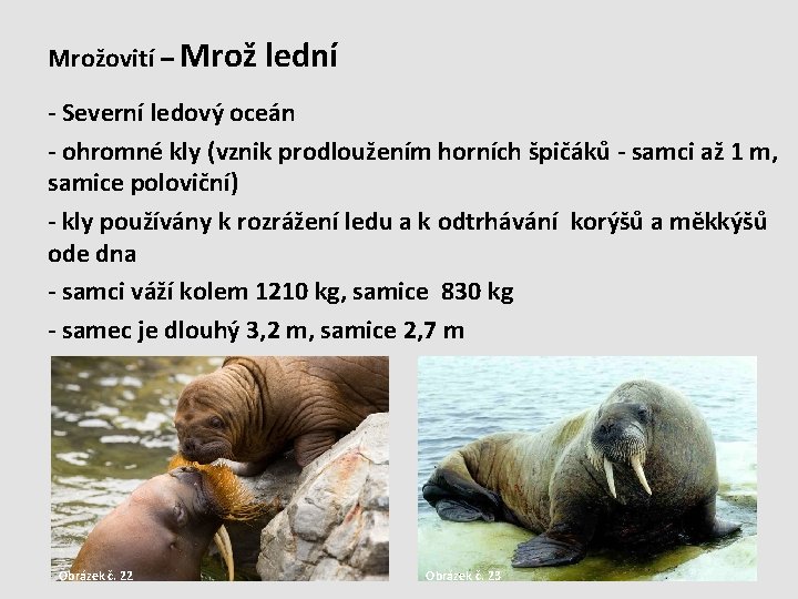 Mrožovití – Mrož lední - Severní ledový oceán - ohromné kly (vznik prodloužením horních