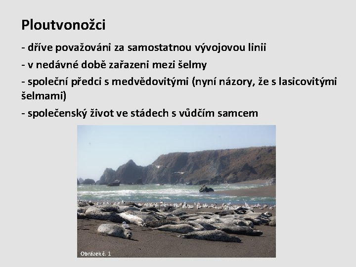 Ploutvonožci - dříve považováni za samostatnou vývojovou linii - v nedávné době zařazeni mezi