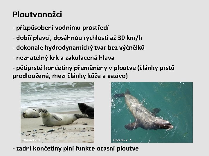 Ploutvonožci - přizpůsobeni vodnímu prostředí - dobří plavci, dosáhnou rychlosti až 30 km/h -