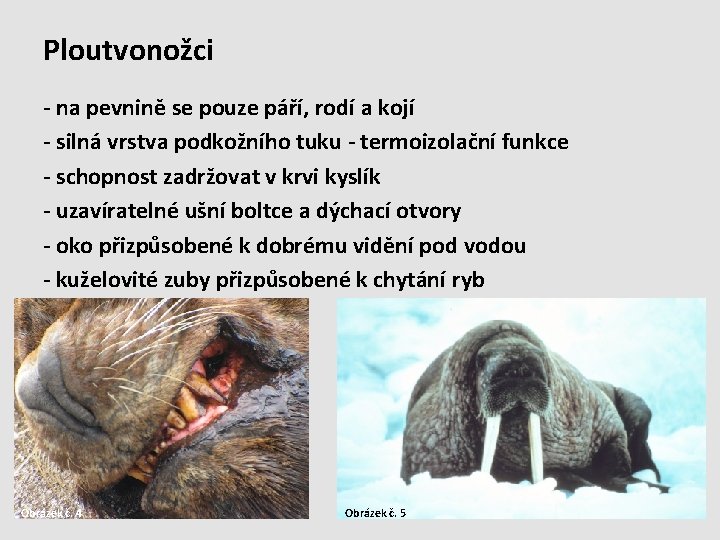 Ploutvonožci - na pevnině se pouze páří, rodí a kojí - silná vrstva podkožního