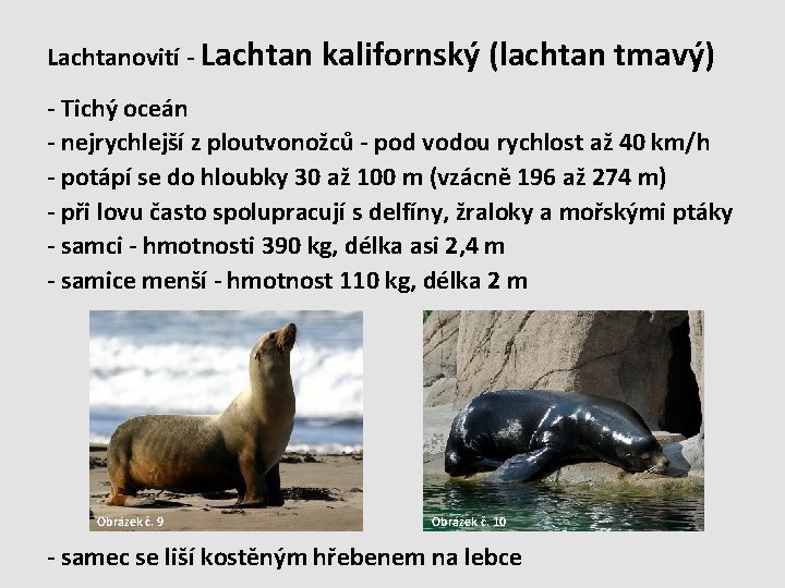 Lachtanovití - Lachtan kalifornský (lachtan tmavý) - Tichý oceán - nejrychlejší z ploutvonožců -