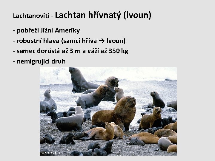 Lachtanovití - Lachtan hřívnatý (lvoun) - pobřeží Jižní Ameriky - robustní hlava (samci hříva