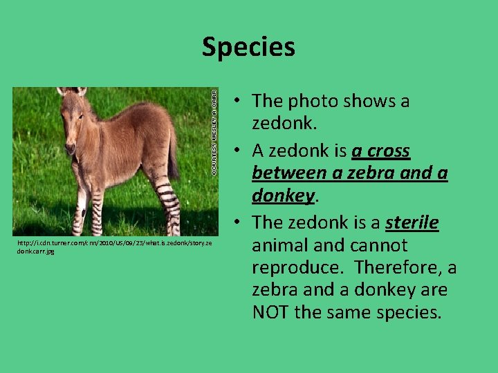 Species http: //i. cdn. turner. com/cnn/2010/US/09/23/what. is. zedonk/story. ze donk. carr. jpg • The