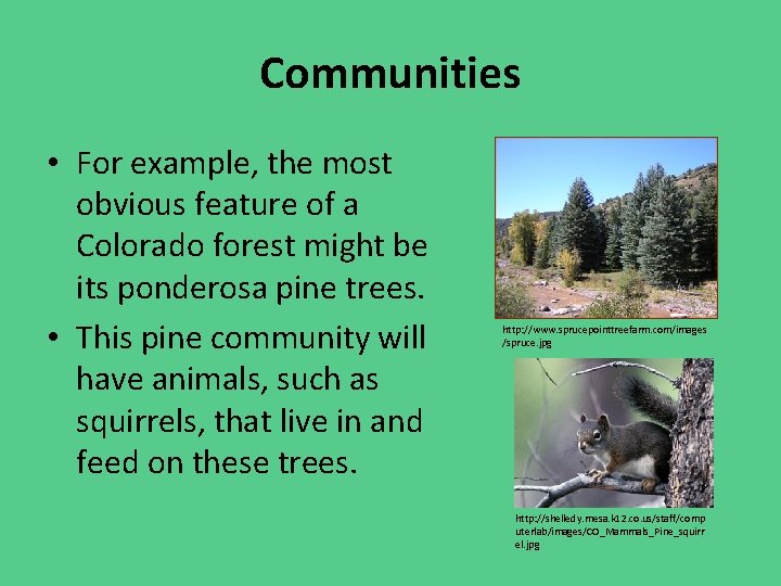 Communities • For example, the most obvious feature of a Colorado forest might be