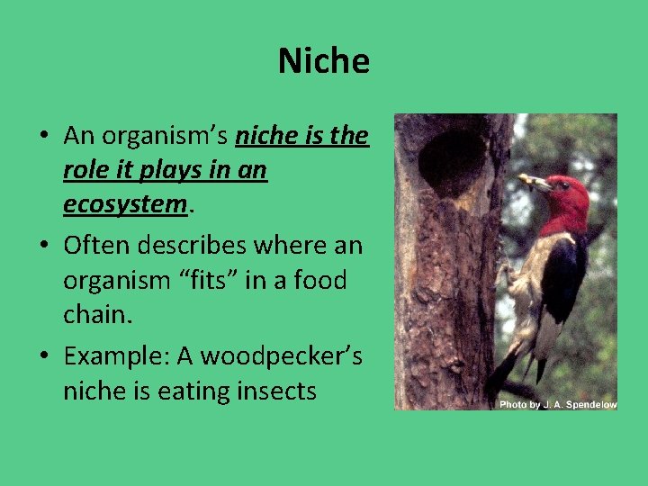 Niche • An organism’s niche is the role it plays in an ecosystem. •