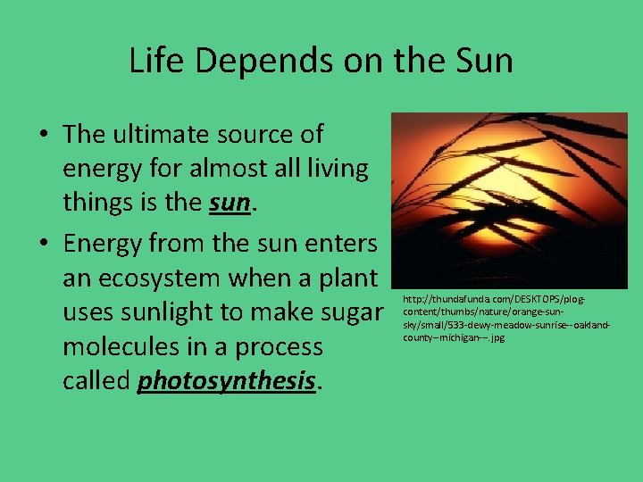 Life Depends on the Sun • The ultimate source of energy for almost all