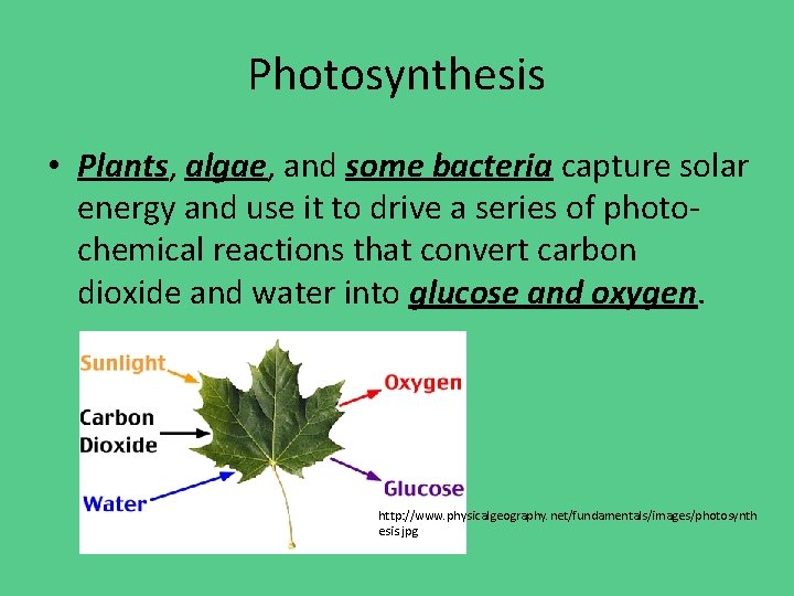 Photosynthesis • Plants, algae, and some bacteria capture solar energy and use it to