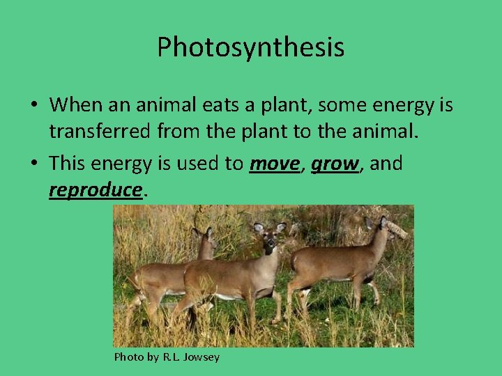 Photosynthesis • When an animal eats a plant, some energy is transferred from the